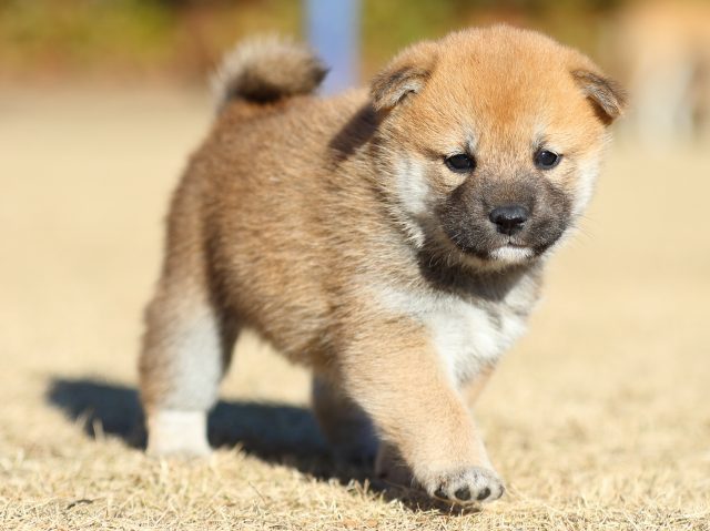 FP5A2221-puppy FP5A2221-puppy