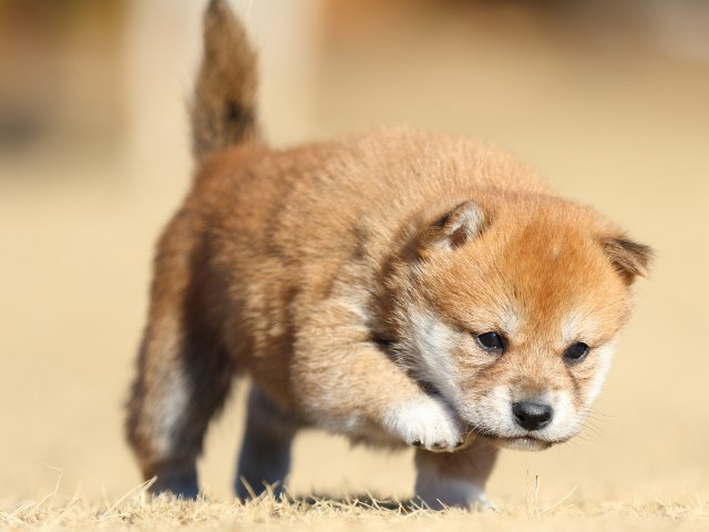 FP5A2236-puppy FP5A2236-puppy