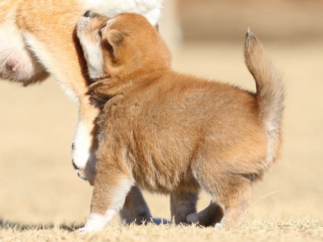 FP5A2257-puppy FP5A2257-puppy