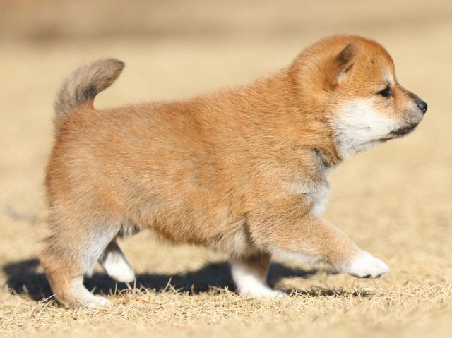 FP5A2269-puppy FP5A2269-puppy