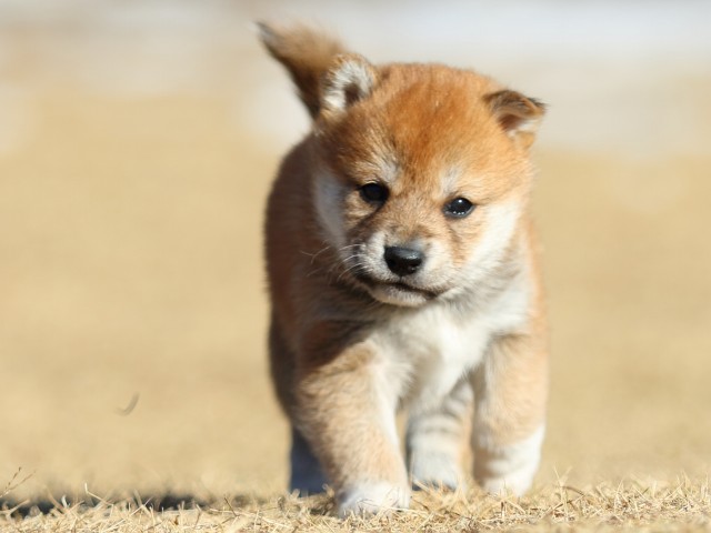 FP5A2284-puppy FP5A2284-puppy