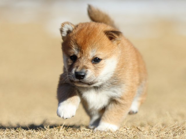 FP5A2289-puppy FP5A2289-puppy