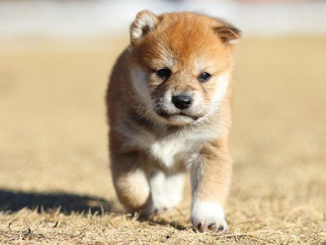 FP5A2296-puppy FP5A2296-puppy