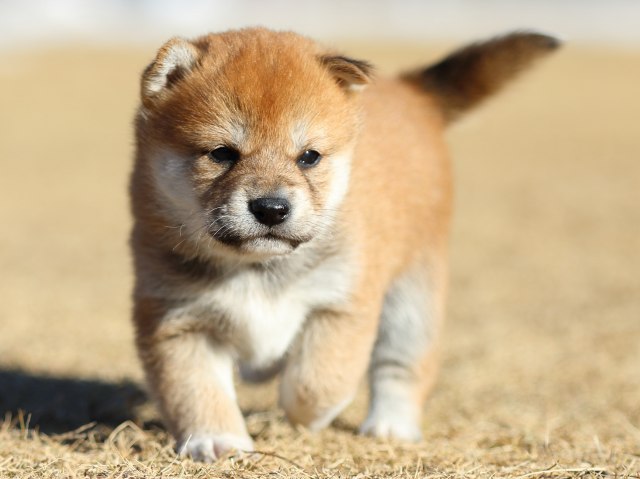 FP5A2297-puppy FP5A2297-puppy