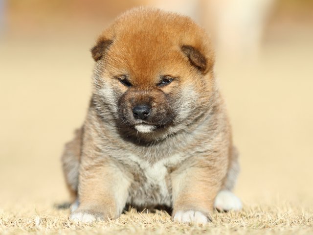 FP5A2418-puppy FP5A2418-puppy