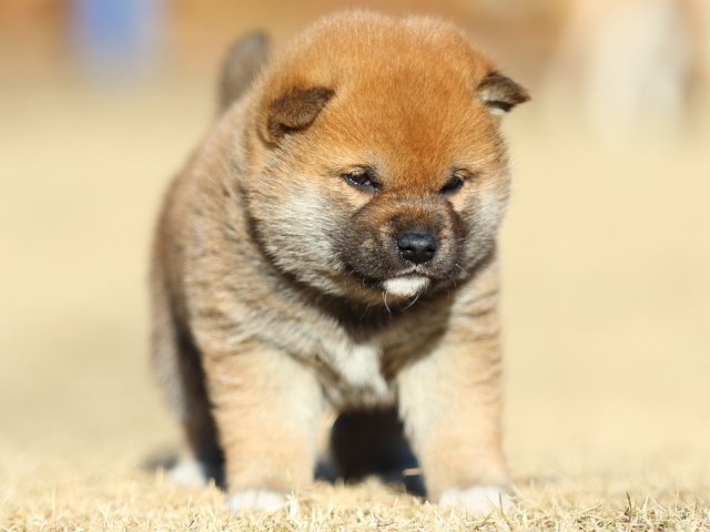 FP5A2439-puppy FP5A2439-puppy