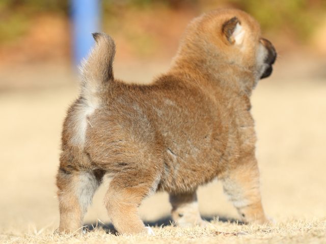 FP5A2451-puppy FP5A2451-puppy