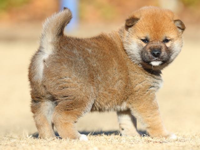 FP5A2466-puppy FP5A2466-puppy