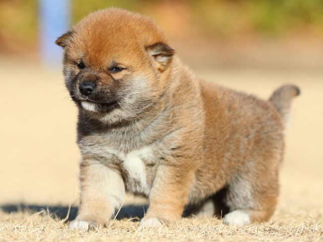 FP5A2491-puppy FP5A2491-puppy