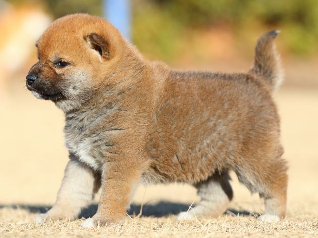 FP5A2505-puppy FP5A2505-puppy