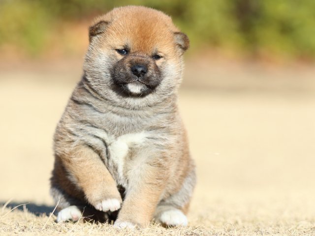 FP5A2515-puppy FP5A2515-puppy