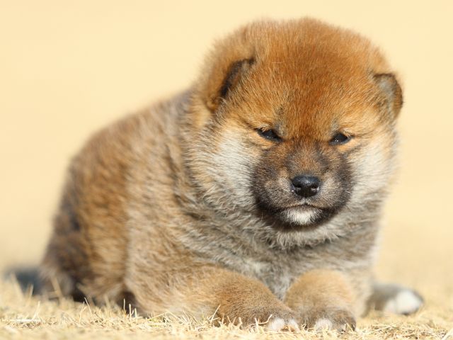 FP5A2530-puppy FP5A2530-puppy
