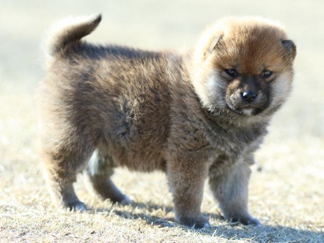FP5A2536-puppy FP5A2536-puppy