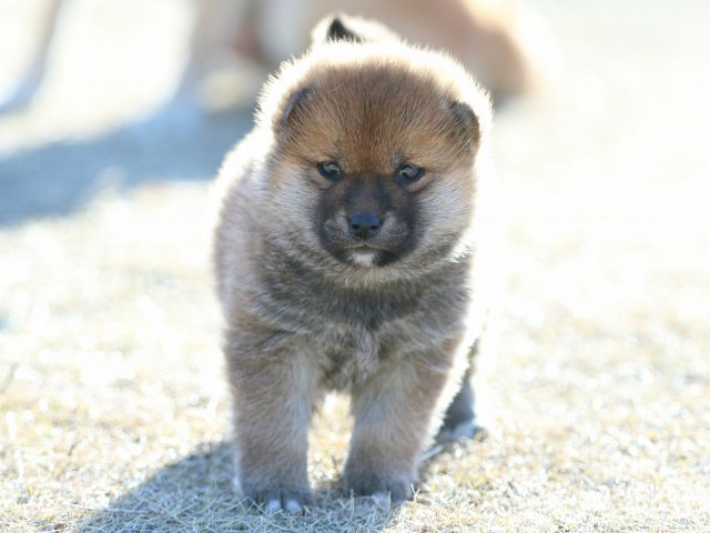 FP5A2543-puppy FP5A2543-puppy