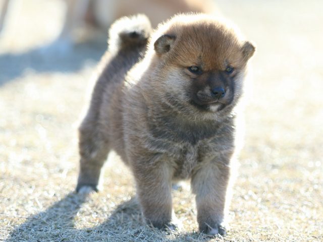 FP5A2550-puppy FP5A2550-puppy