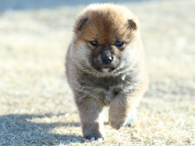 FP5A2574-puppy FP5A2574-puppy