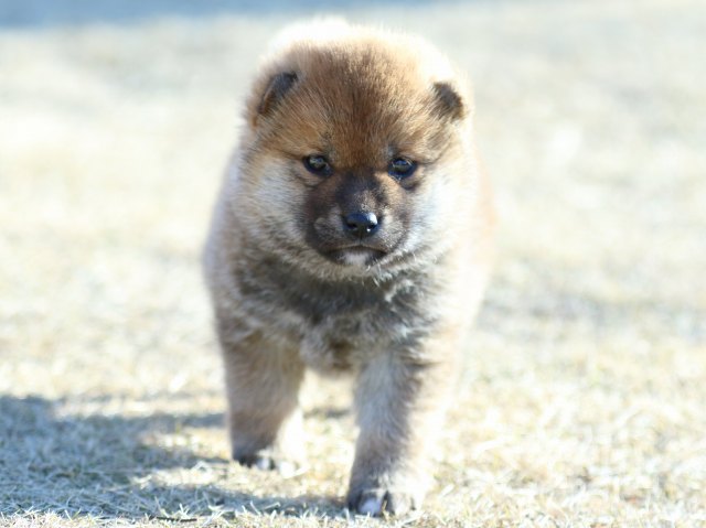 FP5A2576-puppy FP5A2576-puppy