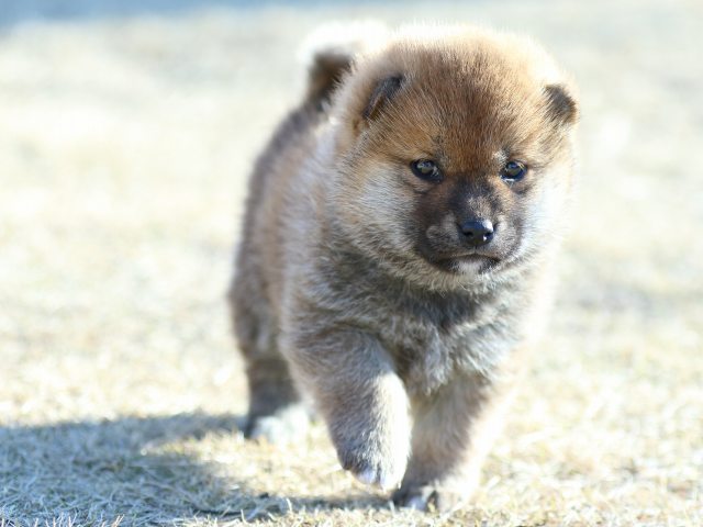 FP5A2577-puppy FP5A2577-puppy