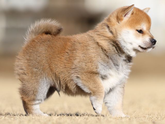 FP5A2690-puppy FP5A2690-puppy