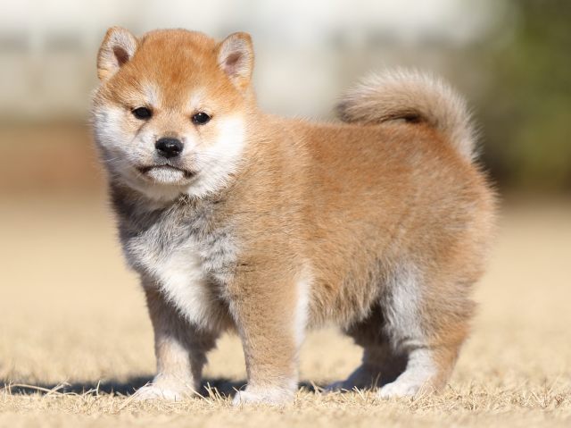 FP5A2695-puppy FP5A2695-puppy