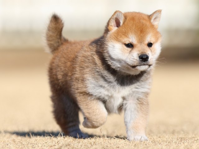 FP5A2731-puppy FP5A2731-puppy