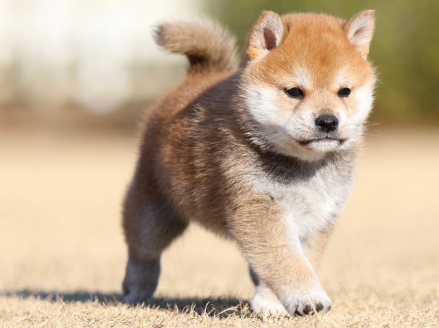 FP5A2736-puppy FP5A2736-puppy