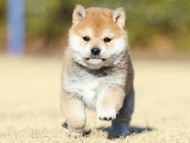 FP5A2770-puppy FP5A2770-puppy