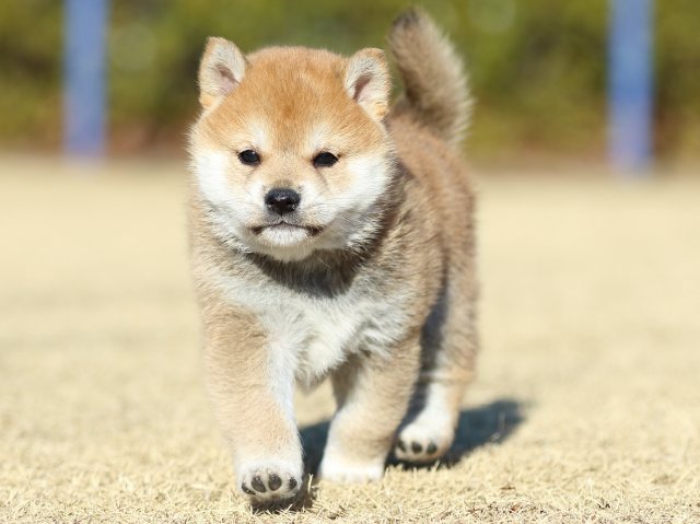 FP5A2777-puppy FP5A2777-puppy