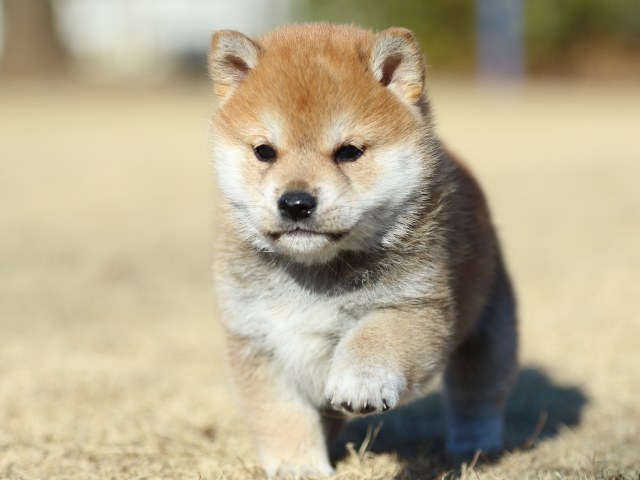 FP5A2780-puppy FP5A2780-puppy