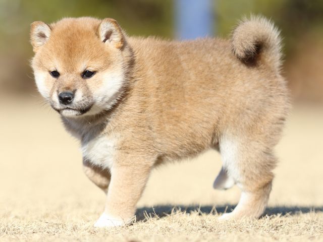 FP5A2821-puppy FP5A2821-puppy