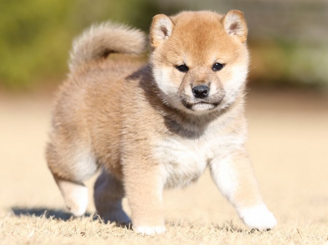 FP5A2835-puppy FP5A2835-puppy
