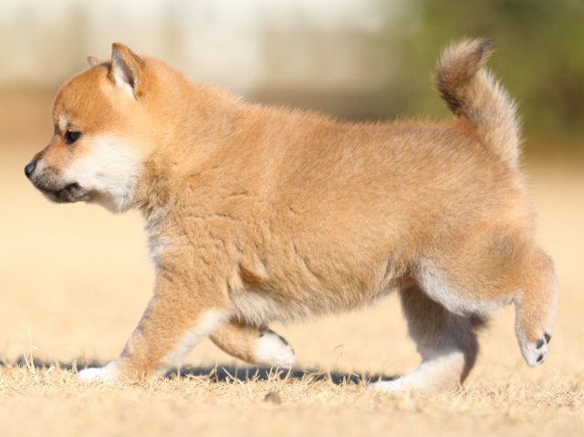FP5A2841-puppy FP5A2841-puppy