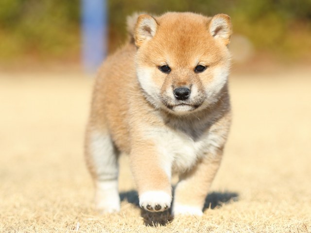 FP5A2856-puppy FP5A2856-puppy