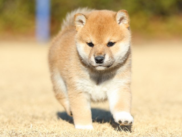 FP5A2858-puppy FP5A2858-puppy