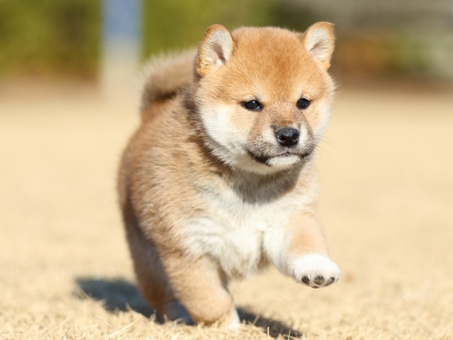 FP5A2904-puppy FP5A2904-puppy