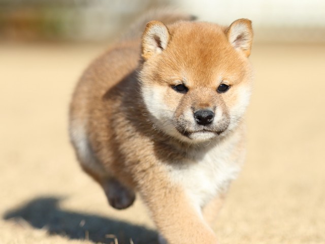 FP5A2907-puppy FP5A2907-puppy
