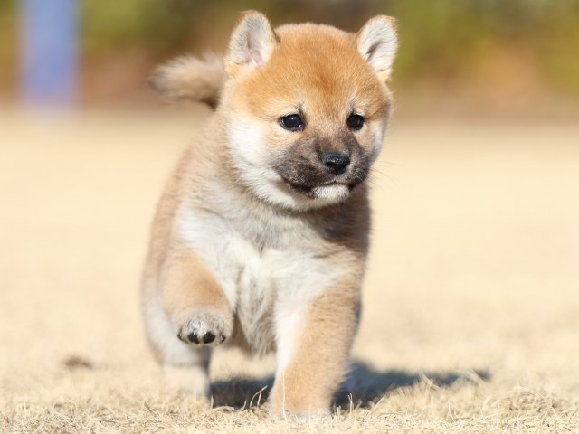FP5A2928-puppy FP5A2928-puppy