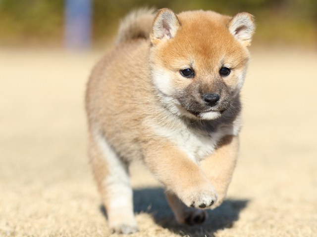 FP5A2935-puppy FP5A2935-puppy