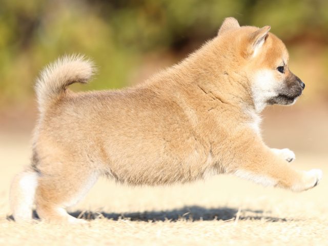 FP5A2946-puppy FP5A2946-puppy