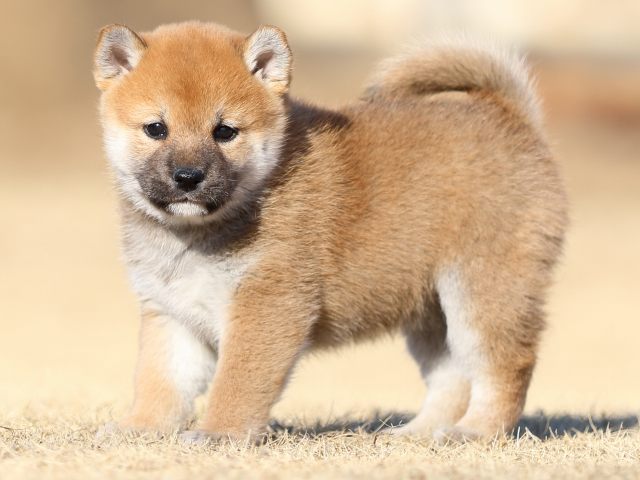 FP5A2960-puppy FP5A2960-puppy