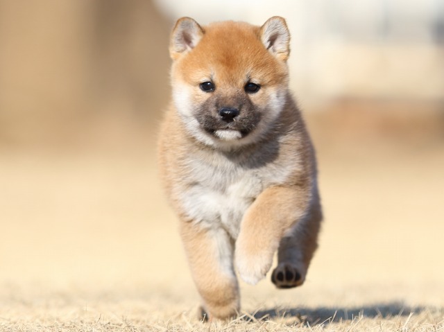 FP5A2970-puppy FP5A2970-puppy