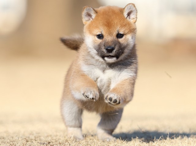 FP5A2971-puppy FP5A2971-puppy