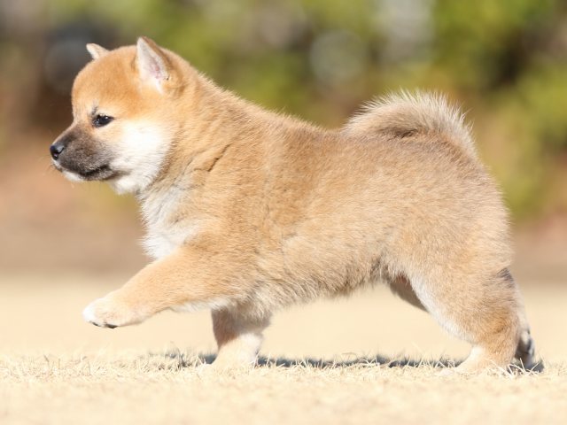 FP5A2982-puppy FP5A2982-puppy