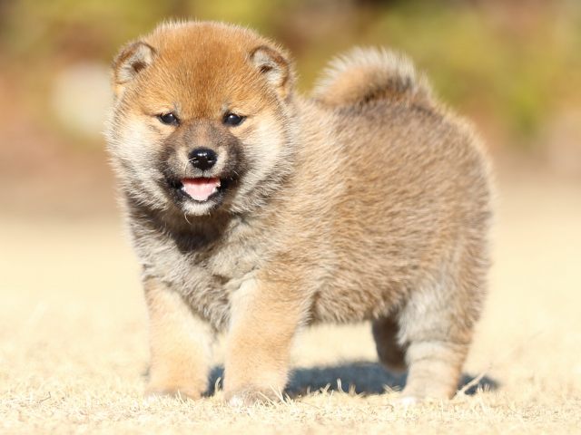 FP5A3065-puppy FP5A3065-puppy