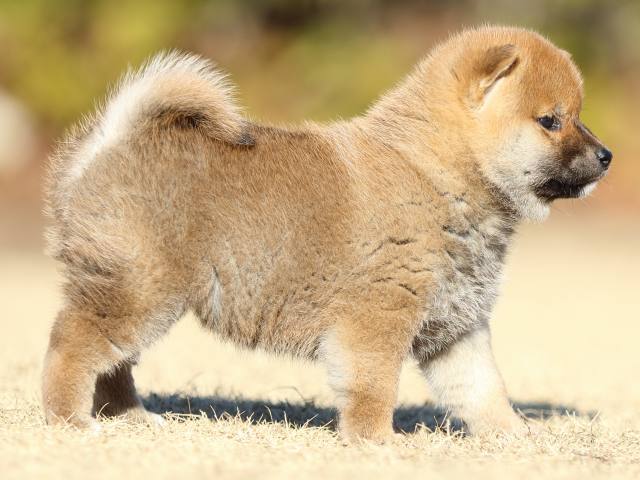 FP5A3073-puppy FP5A3073-puppy