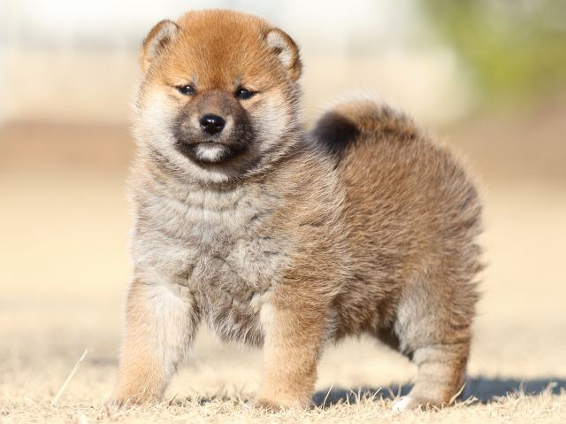 FP5A3093-puppy FP5A3093-puppy
