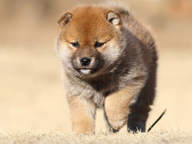 FP5A3113-puppy FP5A3113-puppy