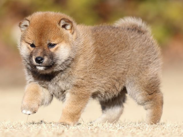 FP5A3135-puppy FP5A3135-puppy