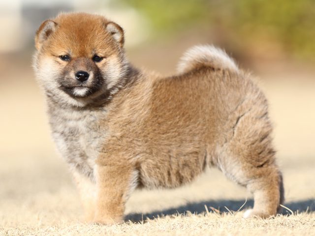 FP5A3186-puppy FP5A3186-puppy