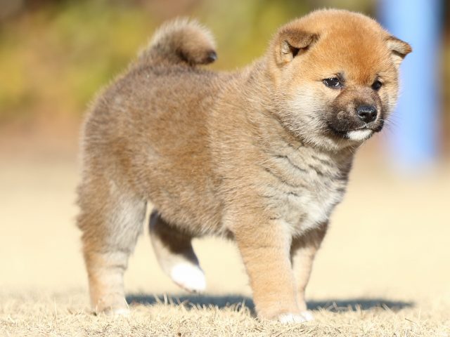 FP5A3199-puppy FP5A3199-puppy